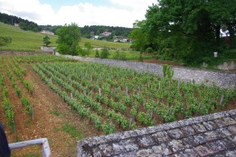 Grand Cru plot at Taupenot-Merme, just west of the home plot